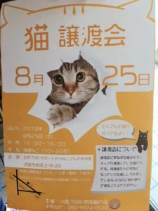 8/25に池田市でネコの譲渡会があります。